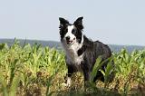 BORDER COLLIE 535